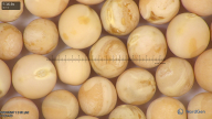column seed