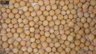 seed