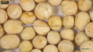 column seed