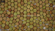 seed