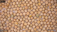 seed