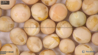column seed