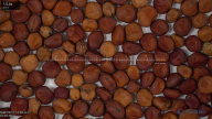 column seed