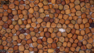 seed