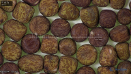 column seed