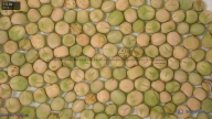 seed