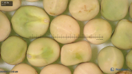 column seed