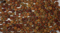seed