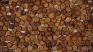 seed
