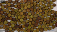 seed