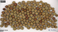 seed