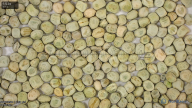 seed