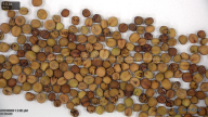 seed