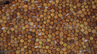 seed
