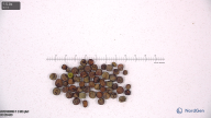 seed