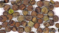 column seed