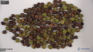 seed