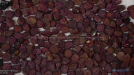 seed