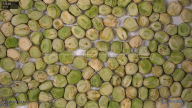 seed