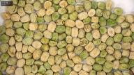seed
