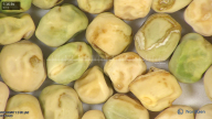 column seed