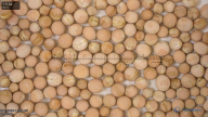seed
