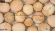 column seed