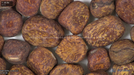 column seed