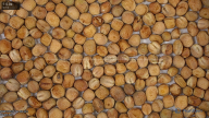 seed