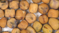column seed