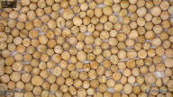 seed