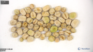 seed