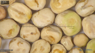 column seed