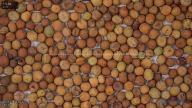 seed