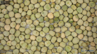 seed