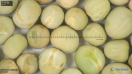 column seed