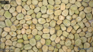 seed