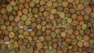 seed