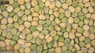 seed