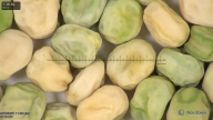 column seed