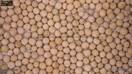 seed