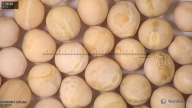 column seed