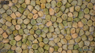 seed