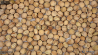 seed