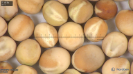 column seed