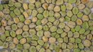 seed