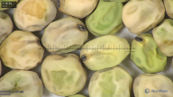 column seed