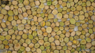 seed