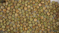 seed