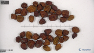 seed